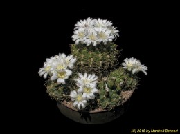 Gymnocalycium monvillei 301